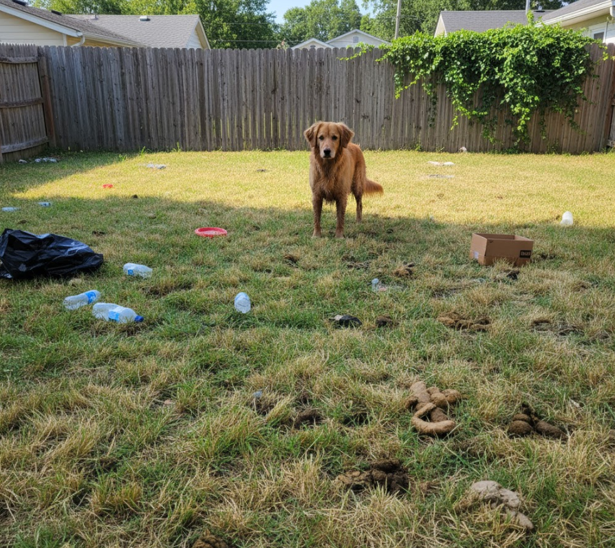 Yard before cleaning